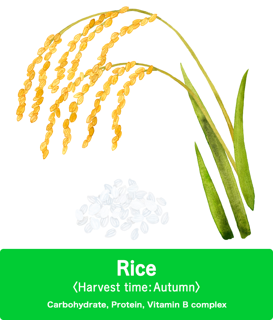 Rice | Grain Guide